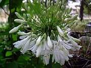 Agapanthus White Tall